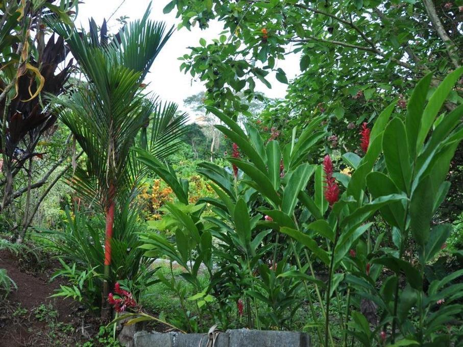 Pension Temaeva Villa Opoa Exterior photo